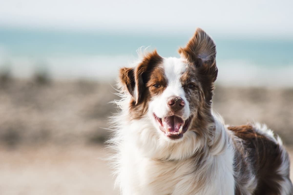 Dog looking toward the camera